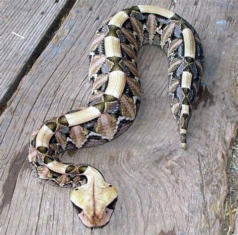 Bitis gabonica .
